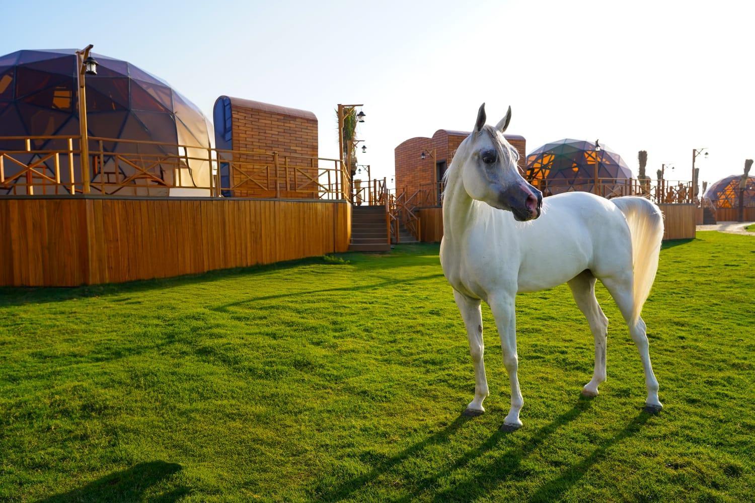 Al Marmoom Oasis Luxury Experiential Desert Resort Dubái Exterior foto